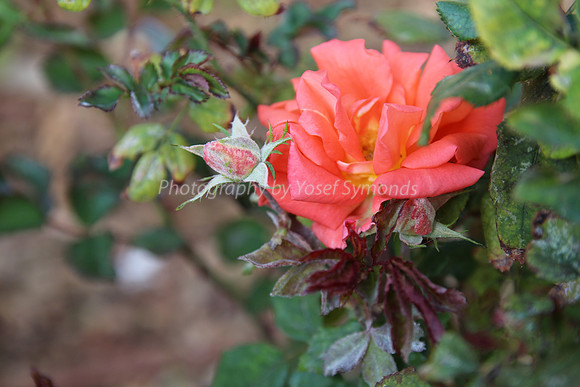 140103-Flowers_RoseBuds-8523