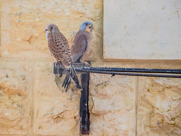 Kestrels