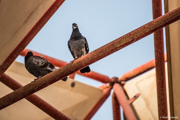 Birds on Amphitheater 190804-2