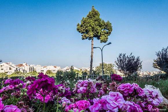 Hospital Flowers with Beit Hakerem in Background 190819-1