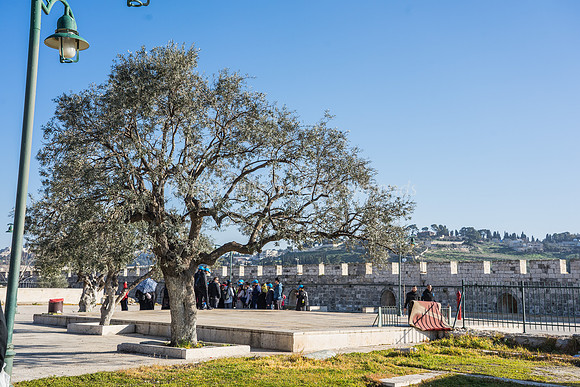 Tourist Group Behind Olive Trees in SE