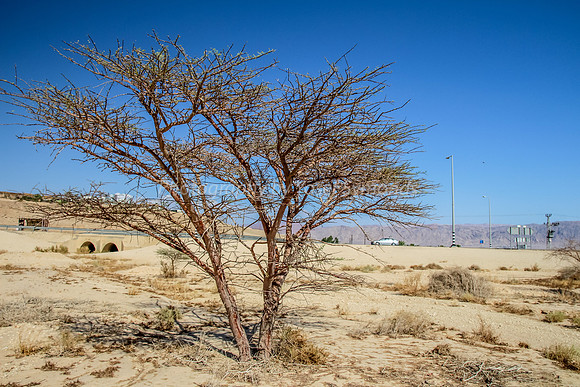 Acacia Tree in Negev 150930-1