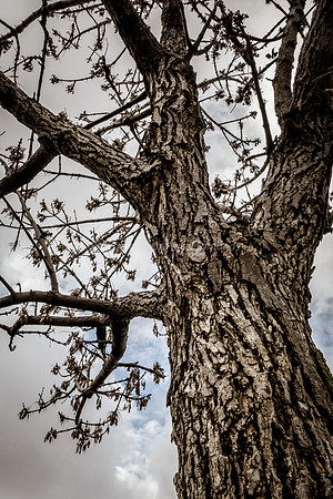 Winter Tree - Park Ayalon 181230-2