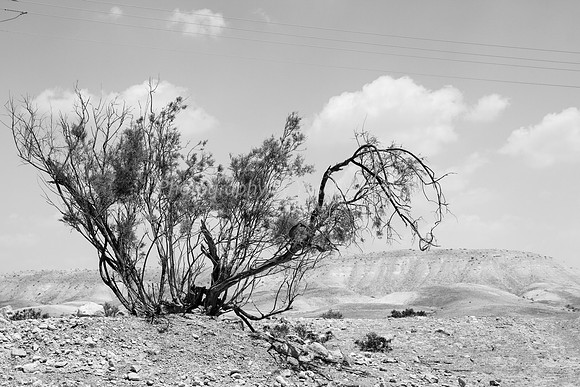 Turning Away from Bright Light of Ashalim 180601-6