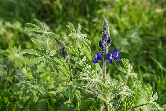 First Lupin of Season 200216-2