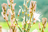 Asphodel 21