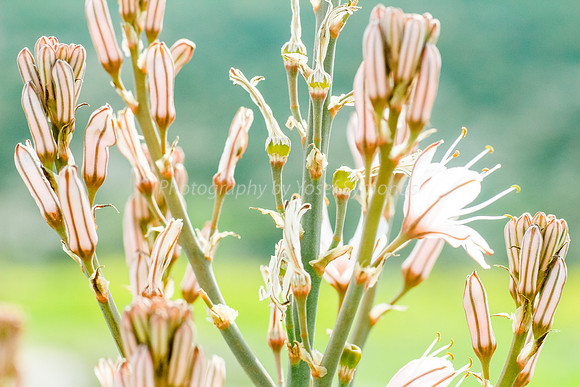 Asphodel 21