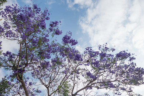 Maor Jacarandas 200528-1