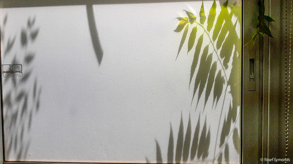 Green Leaves Against Window 170712-16