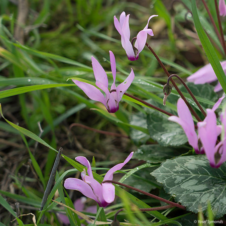 Pink Cyclamen 200216-8