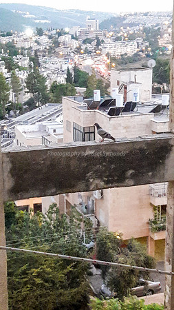 Pigeon Lookout