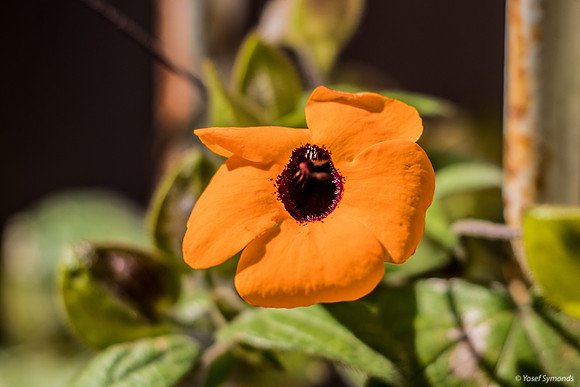 Black-Eyed Susan 200308-1