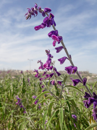 Penstemon - Beard Tongue 2