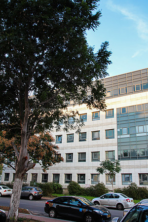 Tree and Building 1