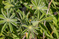 Droplets on Lupin Petals 200216-3