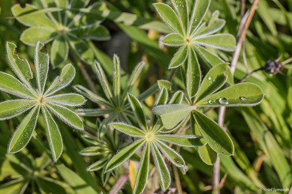 Droplets on Lupin Petals 200216-3