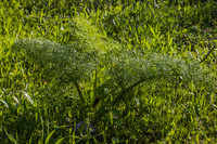 Lace-Like Green Plant 200216-2