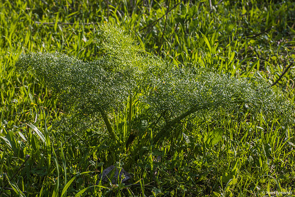 Lace-Like Green Plant 200216-2