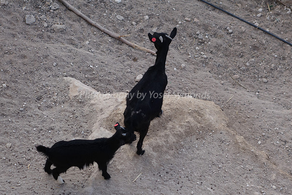 Goats for School Kids 4