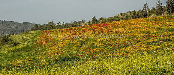 Poppies on the Slope 180323-1