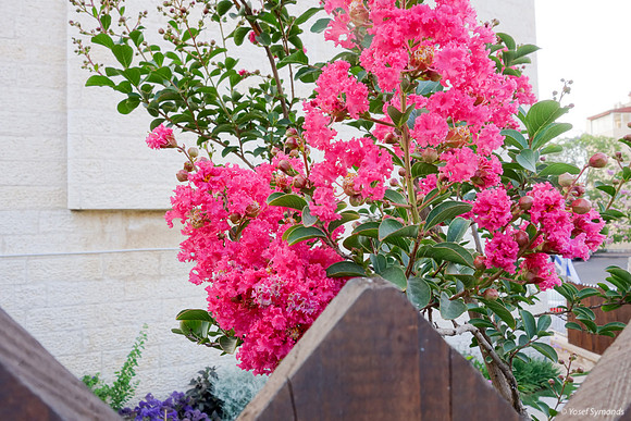 Pink Flowers Behind Fence