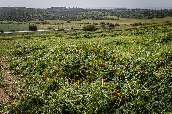 Ploughed Poppies 4
