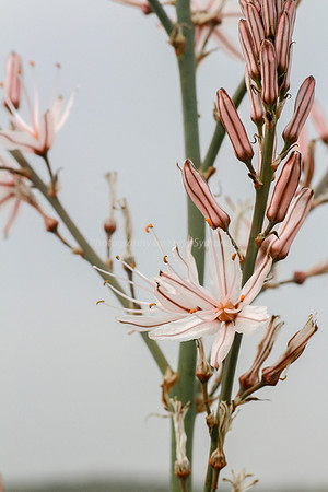 Asphodel 5