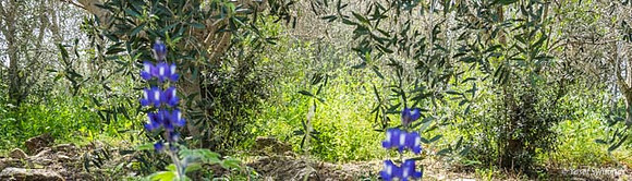 Lupins Neve Tzuf 190423-3