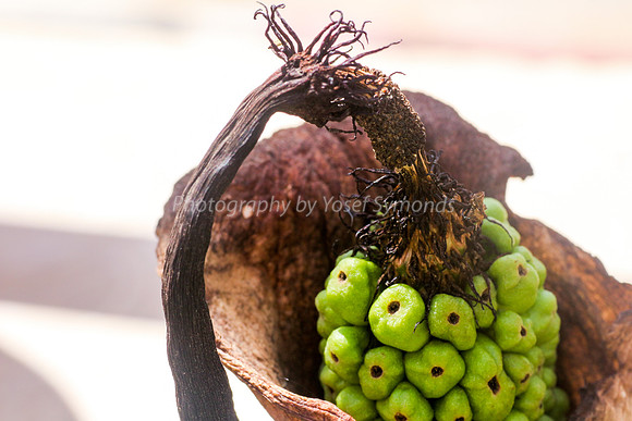 170414-CactusGarden-9999_32-3