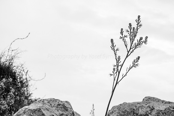 Asphodel 1
