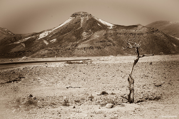 Parched in the Desert (monochrome) 191004-3