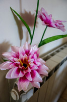Flowers Shooting Up from Radiator 200303-3