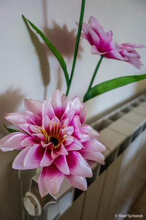 Flowers Shooting Up from Radiator 200303-3