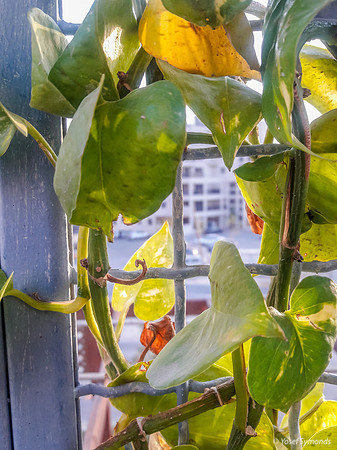 Vine on Parapet 1