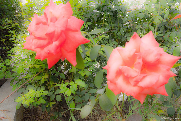 Roses in Carpark 200630-8