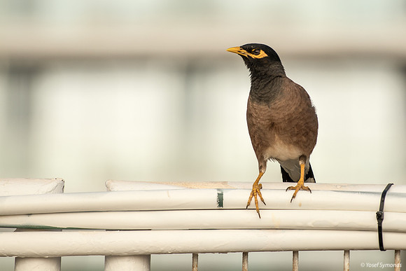 Myna Bird 190804-1