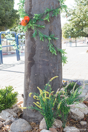 Sukkah Celebrations Spill Over to Tree 191018-2