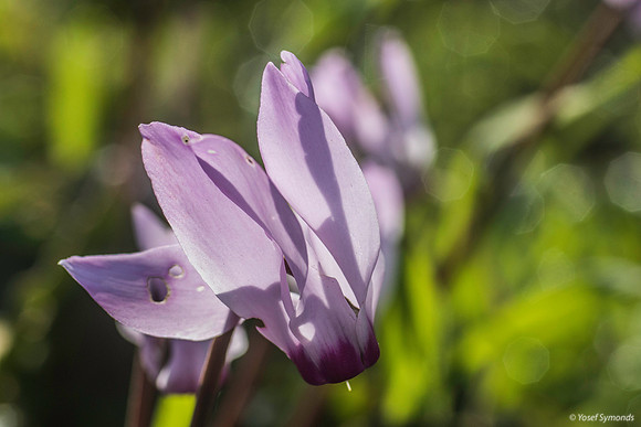 Pink Cyclamen 200216-7