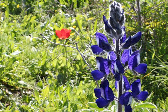 Lupin with Poppy in Background 1