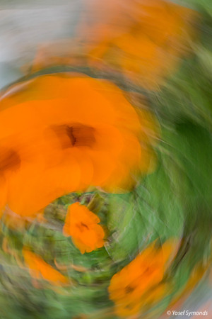 Dizzy Black-Eyed Susans 190408-1