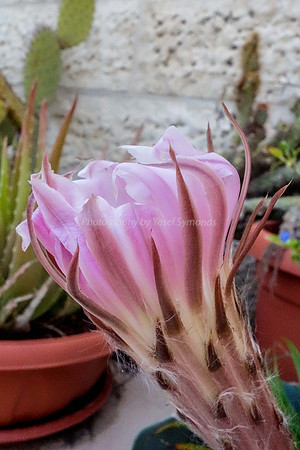 Pink Cactus Flower