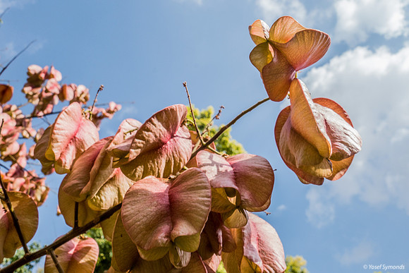 Park Ayalon Tangerine Petals 2