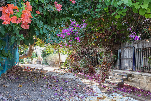 Petalled Lane RBSA - 9