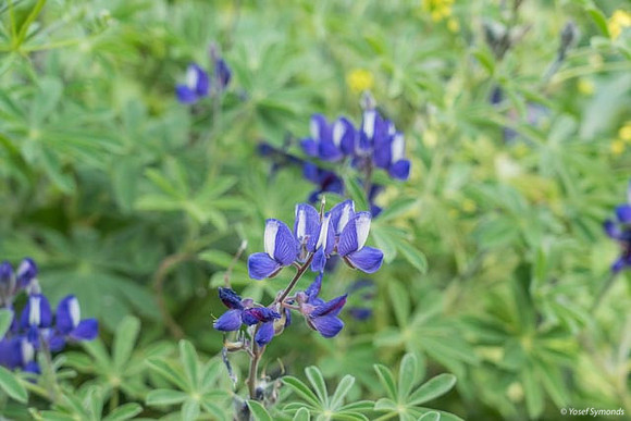Lupins Neve Tzuf 190423-27
