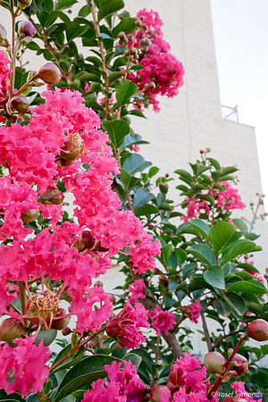 Pink Flowers in Front of Building 6