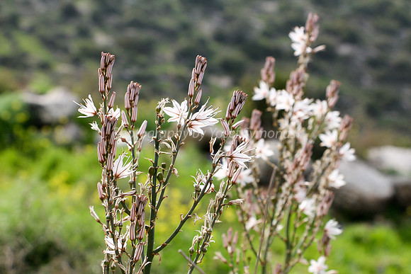 Asphodel 17
