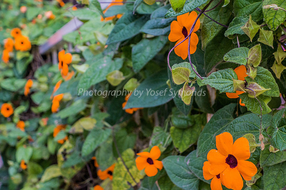 Black-Eyed Susan 181224-1