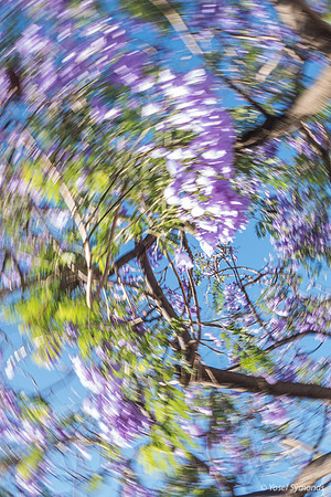 Jacaranda Maor Spinning 200526-9