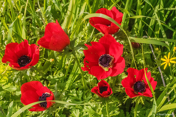 Spot the Anemone Petal Predator 200216-1