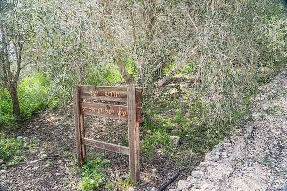 Neve Tzuf 190423-1